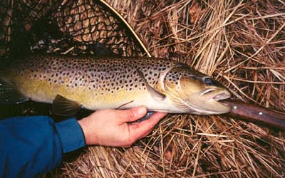 brown trout on paua dots